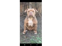 gumtree old english sheepdog